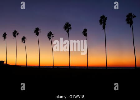 Palmiers au coucher du soleil - rangée de palmiers silhouettes lors d'un coucher de soleil colorés sur la plage en Californie Banque D'Images