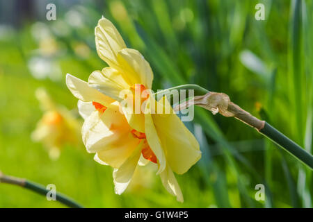 Narcissus 'Tahiti' un hybride double - vue de profil de la jonquille Banque D'Images
