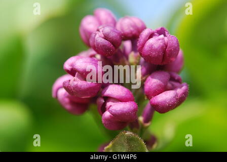 Bourgeons de lilas en macro Banque D'Images