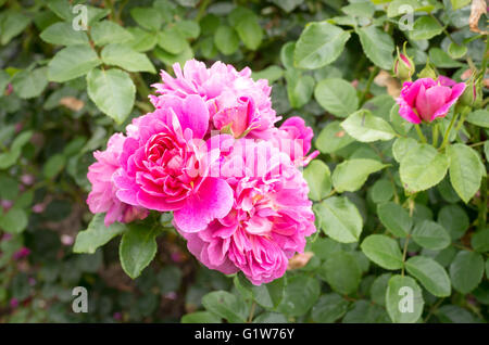 Rosa Rose La princesse Anne en fleurs en automne Banque D'Images