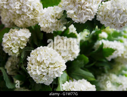 Boule blanche fleurs, Viburnum opulus belles fleurs arrondi blanc Banque D'Images