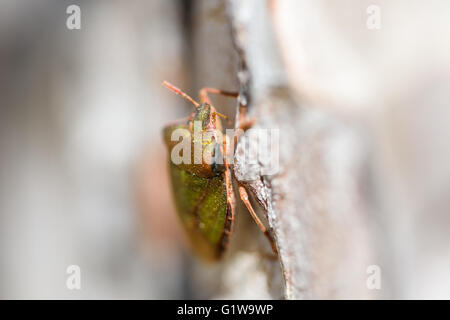 Shield Bug sur une macro d'arbre Banque D'Images