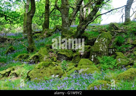 Des roches couvertes de mousses et lichens Ty jacinthes des bois Canol réserve naturelle de forêts anciennes de Pembrokeshire Newport Banque D'Images