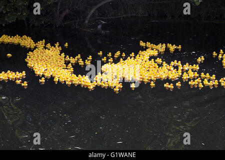 Course de canards. Banque D'Images