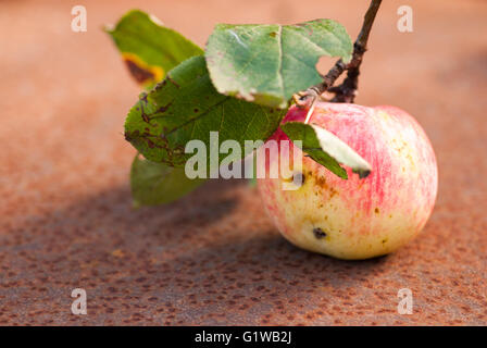 Wormy apple avec feuilles sur la feuille rouillée. Copyspace Banque D'Images