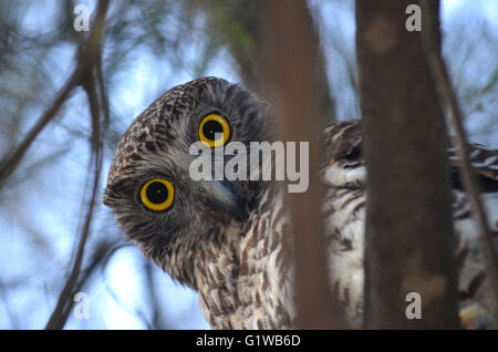 Curieux, Owl Ninox puissant australien strenua, regardant vers le bas à partir de la cime des arbres dans la forêt dans le Parc national royal, NSW, Australie Banque D'Images