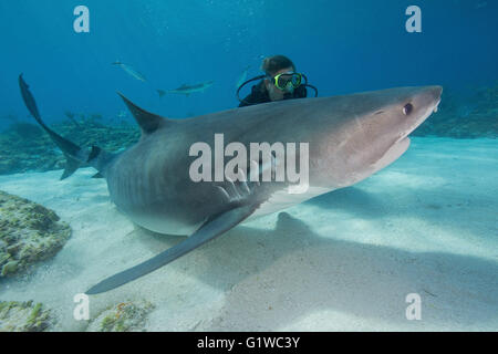 Plongeur et requin tigre. Banque D'Images