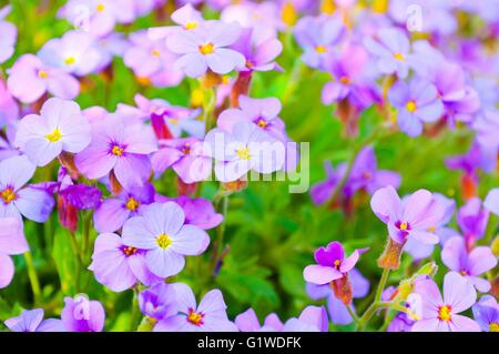 Close up of purple fleurs d'un jardin en fleurs Aubrieta Banque D'Images