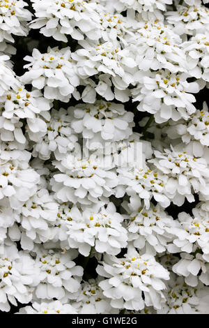 Près de la cascade de fleurs blanches de la moquette candytuft Iberis sempervirens, Banque D'Images