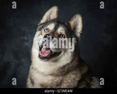 Un des rares hommes avec Husky Sibérien Yeux bleu électrique Banque D'Images