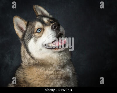 Un des rares hommes avec Husky Sibérien Yeux bleu électrique Banque D'Images