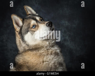 Un des rares hommes avec Husky Sibérien Yeux bleu électrique Banque D'Images