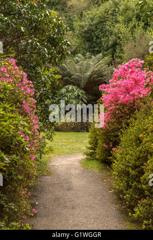 La floraison Azeleas dans la jungle sur l'île de garnir le jardin ou Ilnaculin, Péninsule de Beara, comté de Cork, République d'Irlande. Banque D'Images