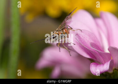Belle fleur de printemps avec les reptiles insectes ailés Banque D'Images