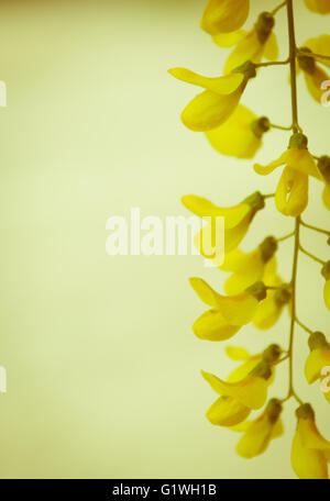 Robinia pseudoacacia arbre fleurs, savoir que le robinier jaune, copy space Banque D'Images