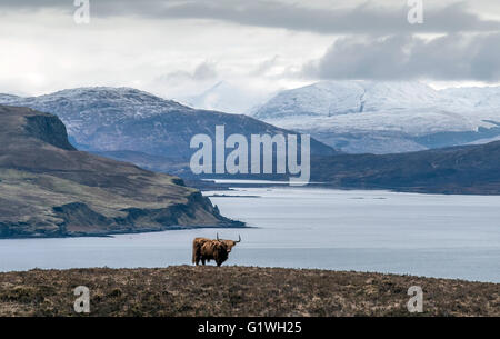 Vache highland mountain Sea coast drinan elgol Banque D'Images