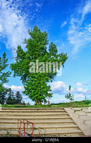 Grand vieil arbre qui pousse sur la banque au-dessus de la rivière. Banque D'Images
