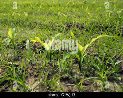 Le maïs, maïs vient de planter. Printemps de l'agriculture. Avec les mauvaises herbes. Banque D'Images