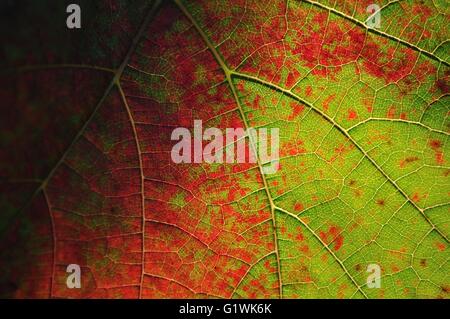 Vue détaillée de l'arrière-plan coloré pour feuille de vigne Banque D'Images