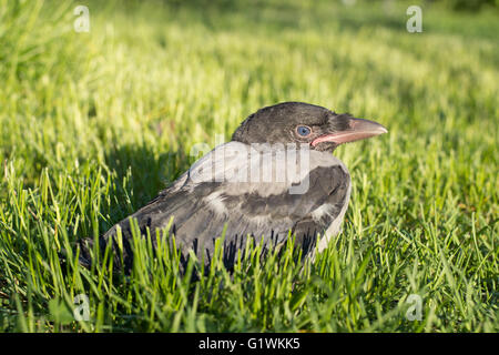 Jeunes à crow. Corvus cornix, appelé aussi Hoodiecrow Banque D'Images