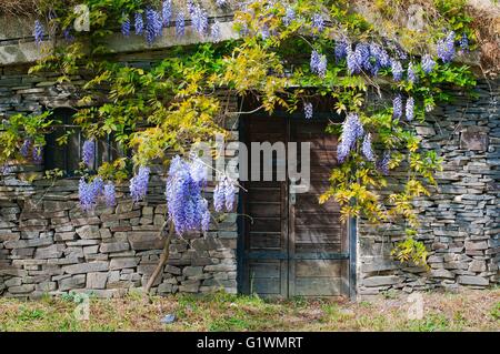 Cave à vin construite de pierres avec acacia pourpre dans le village de Maly Hores, Slovaquie Banque D'Images