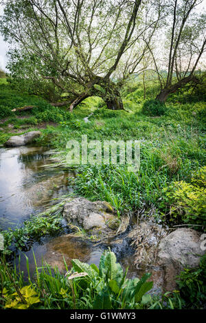 Le début de la rivière Kennett à elle est la source à Swallowhead printemps près d'Avebury, Wiltshire, Royaume-Uni Banque D'Images