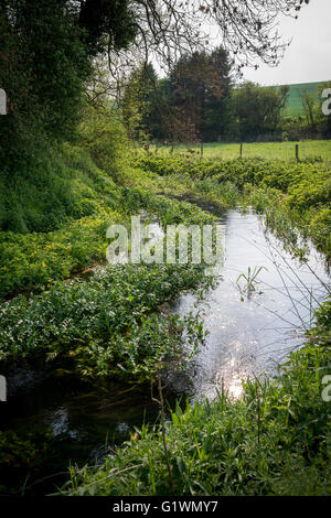 Le début de la rivière Kennet près de sa source à Swallowhead printemps près d'Avebury, Wiltshire, Royaume-Uni Banque D'Images