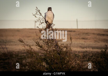 Un Red-Tailed hawk perché sur un buisson en hiver Banque D'Images