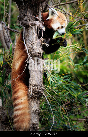 Un panda rouge dans un arbre. Banque D'Images