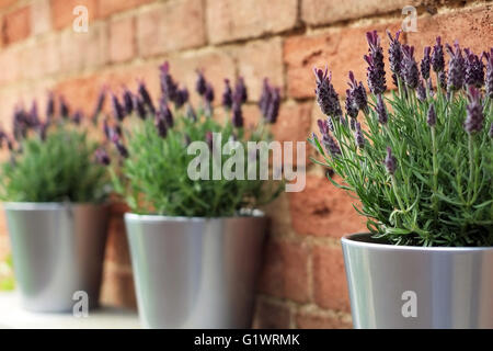 Trois plantes lavande française dans une rangée. Banque D'Images