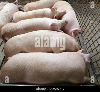 Les porcs gras endormi dormir dans l'élevage de porcs Banque D'Images