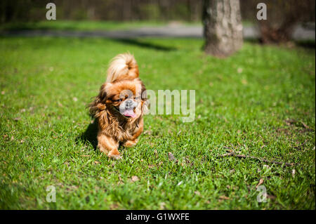 Mignon et drôle mignon petit canard la marche à l'extérieur sur l'herbe verte Banque D'Images