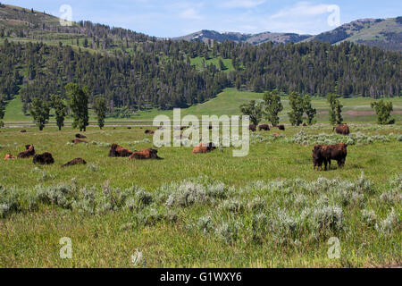 American bison Bison bison troupeau paissant dans la Lamar Valley Parc National de Yellowstone au Wyoming USA Juin 2015 Banque D'Images