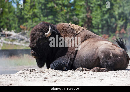 American bison Bison bison bull reposant à côté de barattage Chaudron Hayden Valley Parc National de Yellowstone au Wyoming USA Juin 2015 Banque D'Images