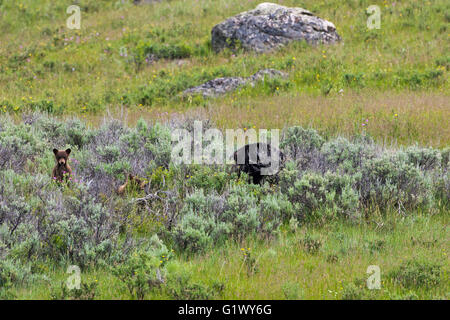 Ours noir Ursus americanus femelle avec oursons parmi d'armoise argentée cana Artemesia Lamar Valley Parc National de Yellowstone Banque D'Images