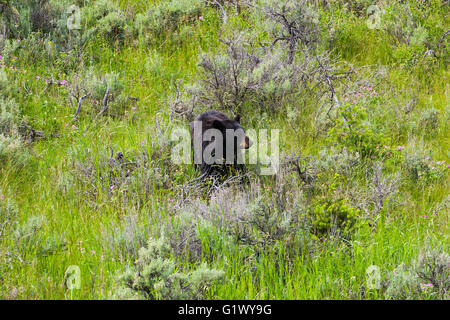 Ours noir Ursus americanus femelle d'armoise argentée cana Artemesia Lamar Valley Parc National de Yellowstone au Wyoming USA J Banque D'Images