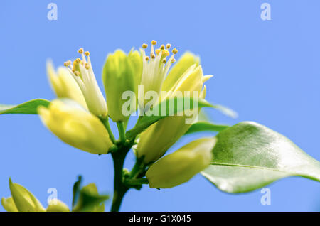 Le pollen des fleurs blanches de Murraya paniculata ou Orange Jessamine sur fond de ciel bleu Banque D'Images