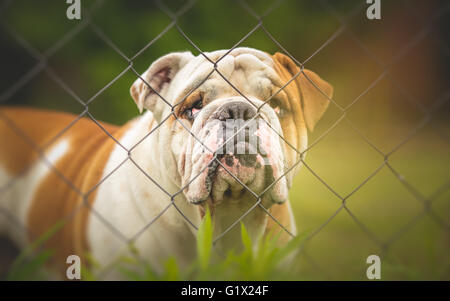 Chien de protection derrière la barrière - Bulldog anglais Banque D'Images