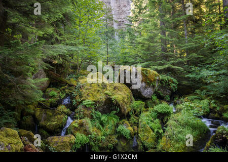 Watson Falls Trail, Umpqua National Forest, North Carolina, USA Banque D'Images