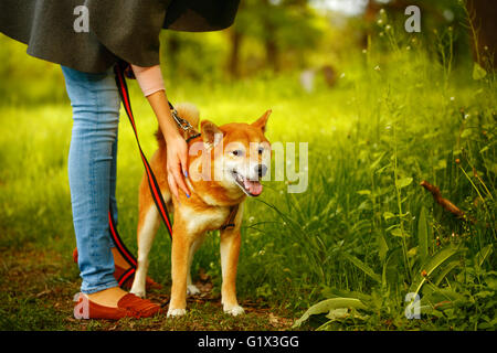 Chiens Shiba Inu se trouve à côté de l'hôtesse dans le parc au printemps. Marcher avec un animal de compagnie. Arbre d'chien. Promenade de chiens. Chien en laisse. Banque D'Images