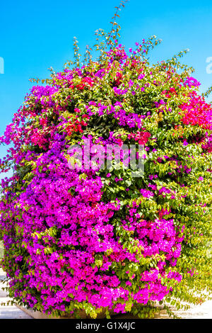 Violet et Rouge bougainvilliers en fleurs Banque D'Images