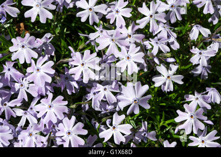 Moss phlox (Phlox subulata), également creeping phlox, bleu clair, Bade-Wurtemberg, Allemagne Banque D'Images