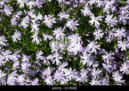 Moss phlox (Phlox subulata), également creeping phlox, bleu clair, Bade-Wurtemberg, Allemagne Banque D'Images