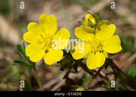 Potentille rampante (Potentilla reptans), l'Isar, Geretsried, Upper Bavaria, Bavaria, Germany Banque D'Images