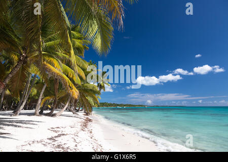 Belle plage des Caraïbes sur l'île de Saona, en République Dominicaine. Banque D'Images