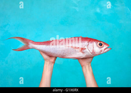 Gros poisson dans les mains Banque D'Images