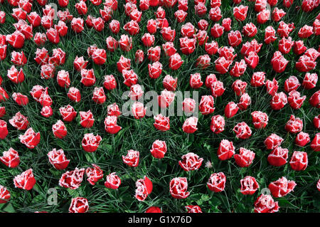 Rouge-queue frangée tulipe blanche Queensland (Tulipa) dans le parc de Keukenhof, Lisse, Pays-Bas Banque D'Images