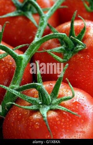 Photo de tomates sur la vigne. Profondeur de champ libre. Banque D'Images