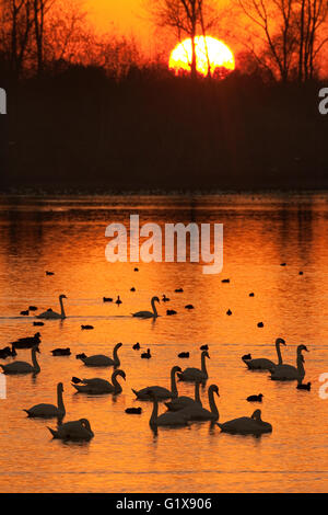 Cygnes muets Cygnus couleur silhouetté au coucher du soleil à Tring RESERVOIRS Hertfordshire UK Winter Banque D'Images