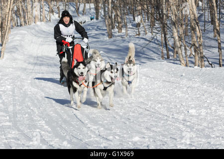 Sportswoman musher en traîneau à chiens en forêt s'exécute sur une journée ensoleillée. Petropavlovsk-Kamchatsky Championship Sled Dog Race (course de chiens de traîneau). Banque D'Images